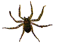 [Spider]